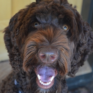 Labradoodle sales hazel eyes