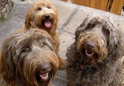About Labradoodles